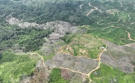 Foto pendukung: Dosen Unusa Soroti Isu Deforestasi: Peran Negara dalam Menentukan Masa Depan Hutan Indonesia