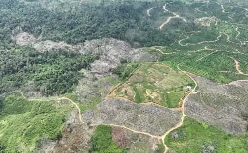Ilustrasi Dosen Unusa Soroti Isu Deforestasi: Peran Negara dalam Menentukan Masa Depan Hutan Indonesia