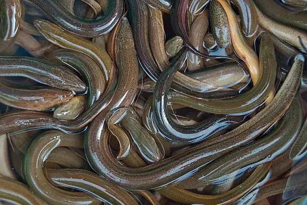 Ilustrasi Belut Air Tawar: Sumber Gizi Tinggi yang Perlu Dibatasi Konsumsinya, Ini Alasan Ahli dari UM Surabaya