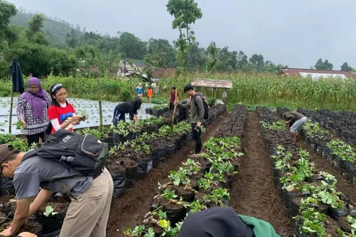 Ilustrasi Dosen Unsoed Berikan Pelatihan Ramah Lingkungan untuk Petani Stroberi di Desa Serang