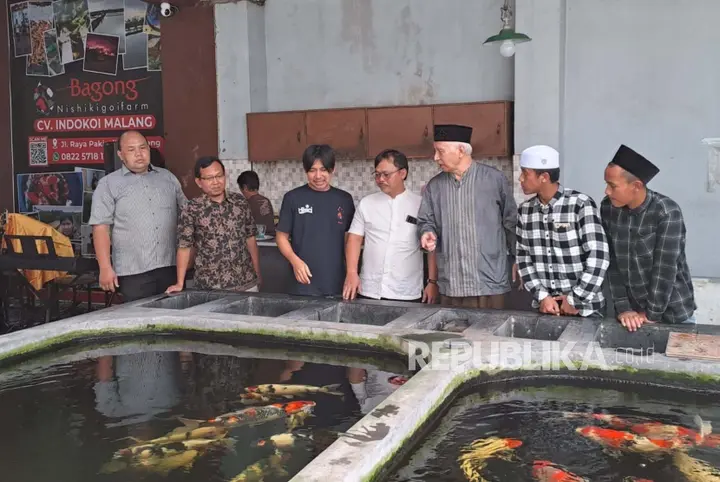 Ilustrasi Pakan Koi Terjangkau: Dosen UMM Ciptakan Inovasi dengan Bahan Lokal