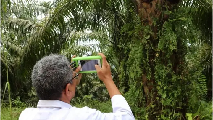 Ilustrasi Dosen Unand Ciptakan Sensor Sawit untuk Tingkatkan Produktivitas Panen